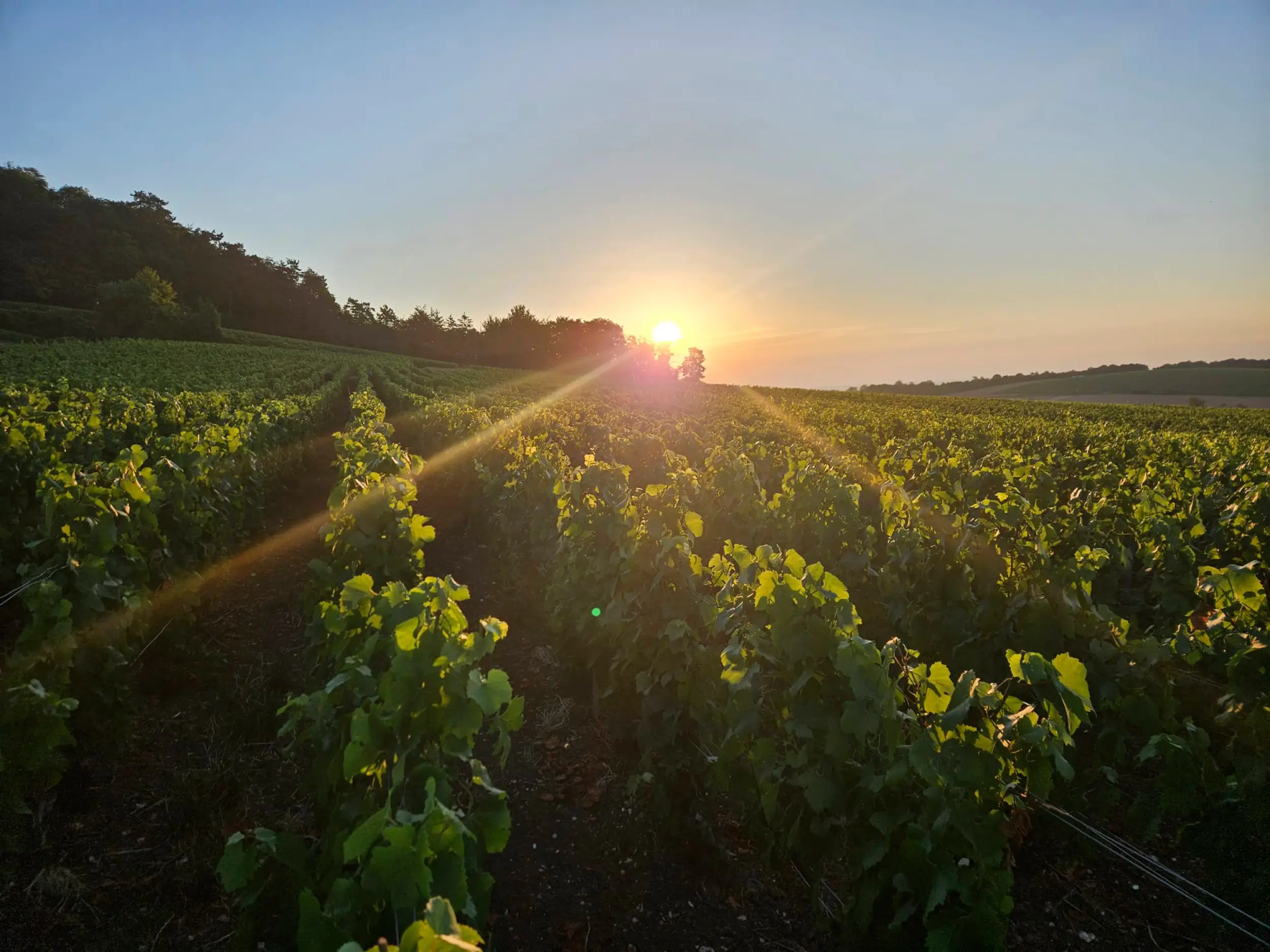 Plan rapproché dans un rang de vignes